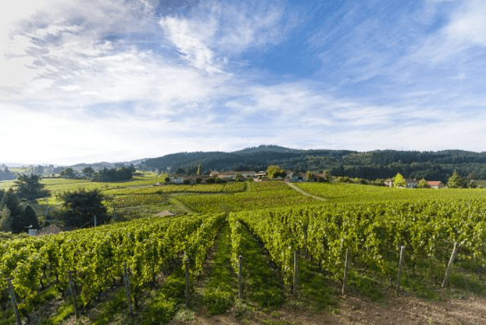 Domaine Sérol - Image 2