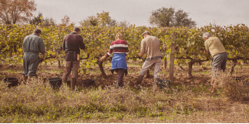 Les Vignals - Image 1